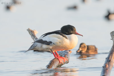 GROTE ZAAGBEK goosander