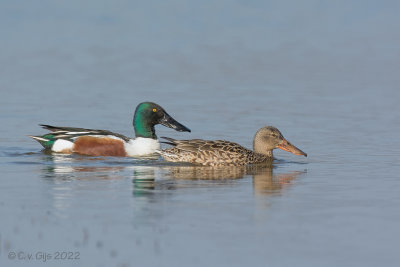 SLOBEEND northern shoveler