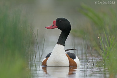 BERGEEND shelduck