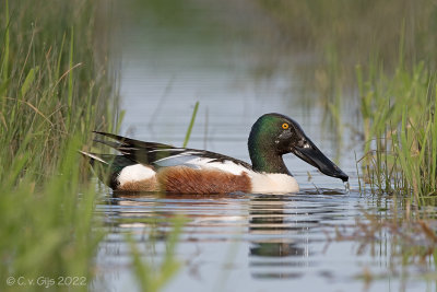 SLOBEEND northern shoveler