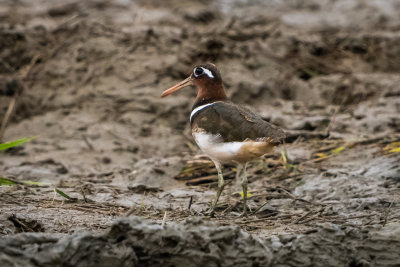 Birds of Taiwan