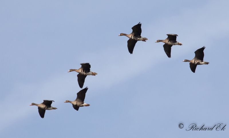 Blsgs - Greater white-fronted Goose (Anser albifrons)