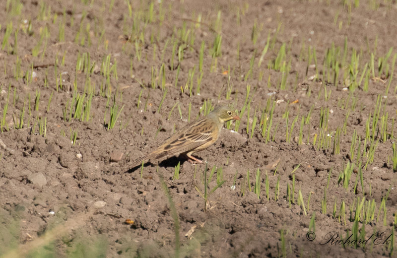 Ortolansparv - Ortolan Bunting (Emberiza hortulana)