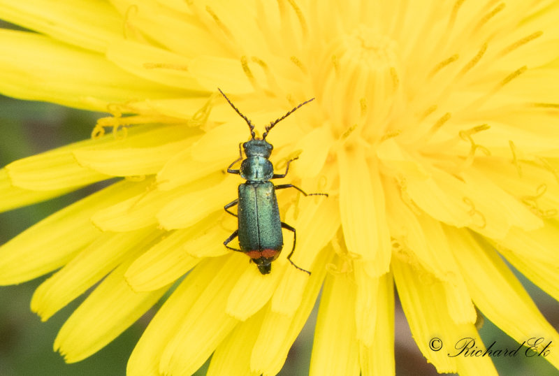 Malachius bipustulatus