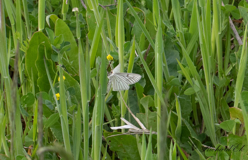 Svartribbad vitvingemtare - Black-veined Moth (Siona lineata)