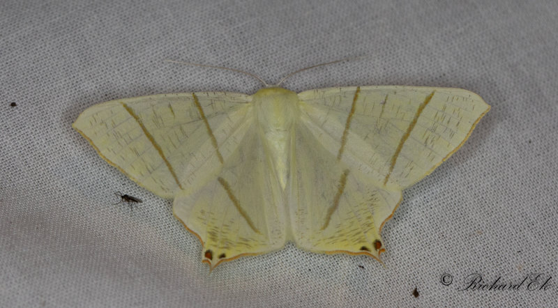 Svansmtare - Swallow-tailed moth (Ourapteryx sambucaria)