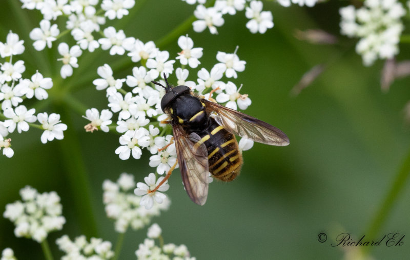 Strre getingfluga (Chrysotoxum fasciolatum)