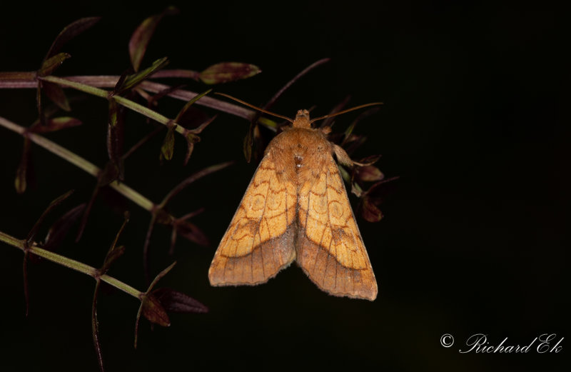 Guldfly - Bordered Sallow (Pyrrhia umbra)