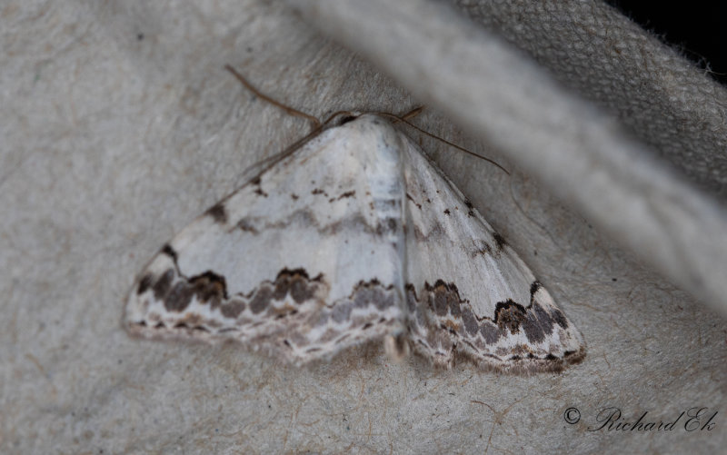 Blflckig lvmtare - Middle Lace Border (Scopula decorata)