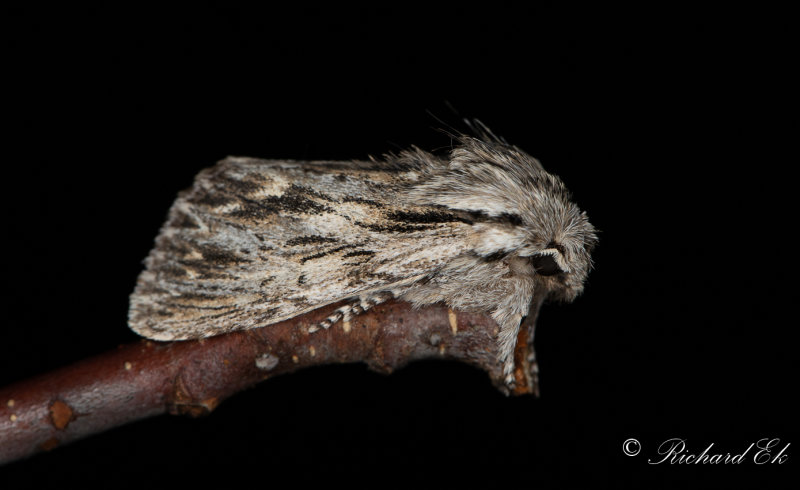 Hsttaggfly - The Sprawler (Asteroscopus sphinx)