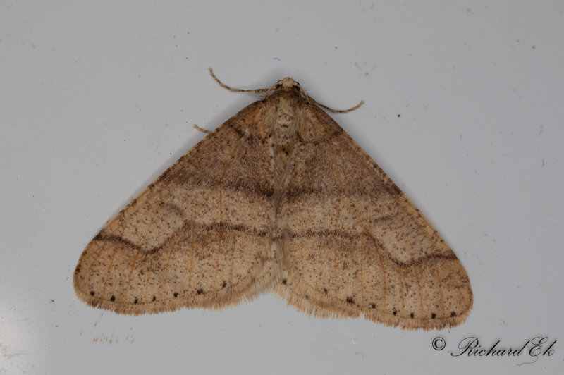 Grgul frostmtare - Dotted Border (Agriopis marginaria)