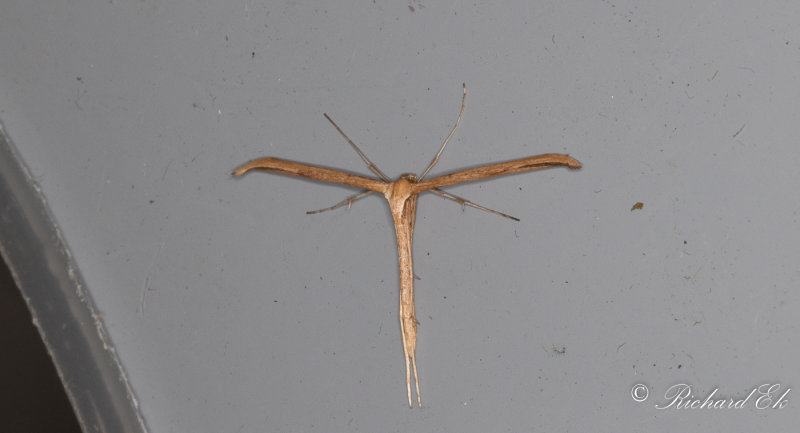 kervindefjdermott - Morning-glory plume moth (Emmelina monodactyla)