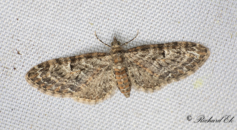 Mindre ekmalmtare - Oak-tree Pug (Eupithecia dodoneata)