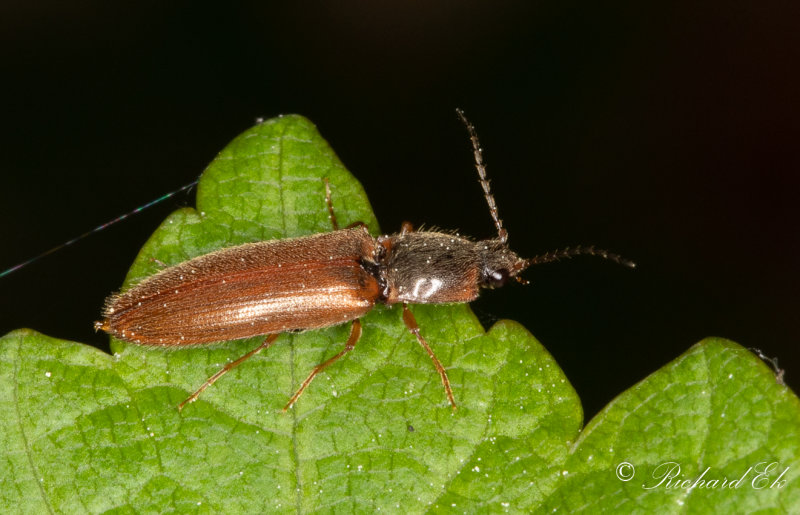 Smbuskknppare (Athous subfuscus)