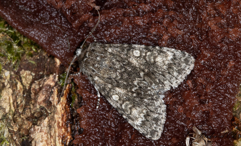 Storhvdat aftonfly - Poplar Grey (Acronicta megacephala)