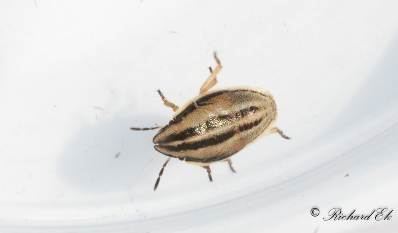 Mrkstreckad spetsnsa (Aelia klugii)