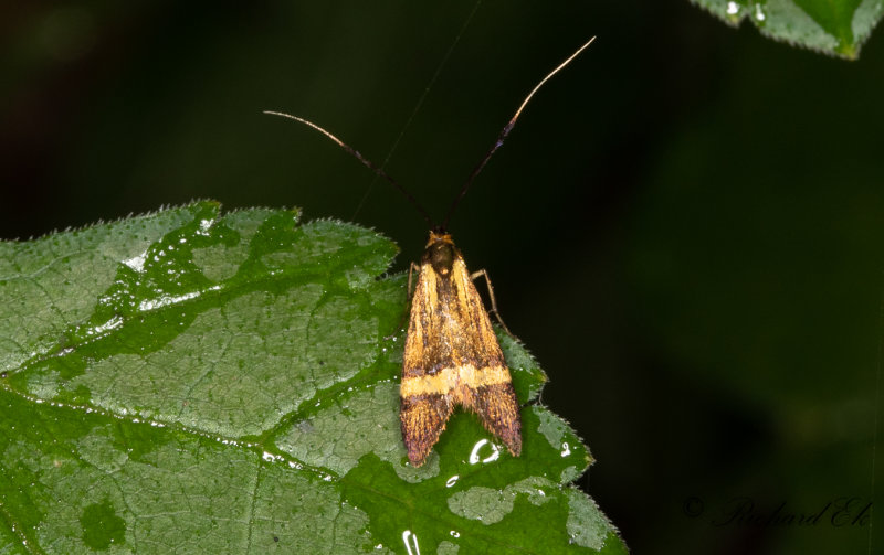 Buskantennmal (Adela croesella)