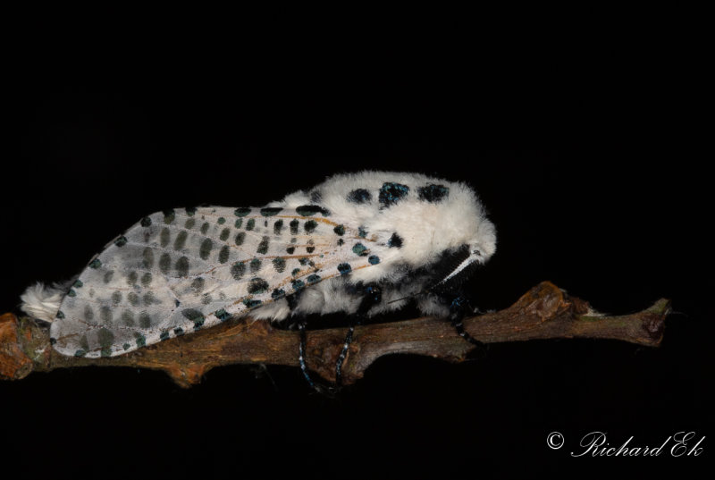 Blflckig trfjril - Leopard Moth (Zeuzera pyrina)