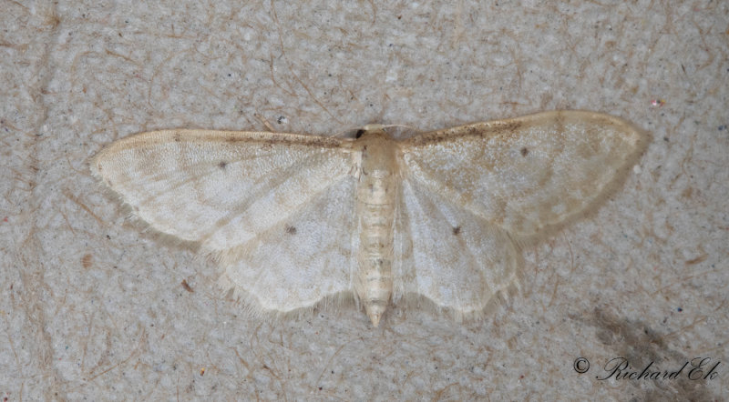 Benfrgad lvmtare (Idaea fuscovenosa)