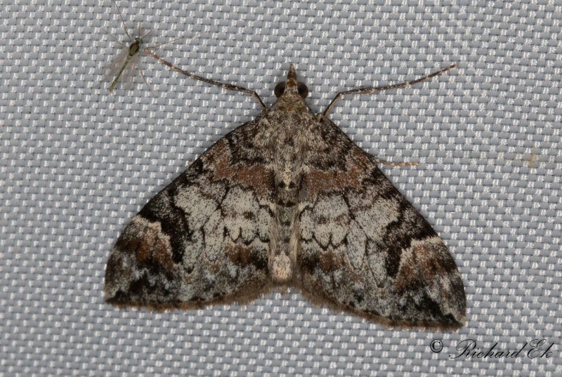 Spetsvinklad fltmtare - Dark Marbled Carpet (Dysstroma citrata)