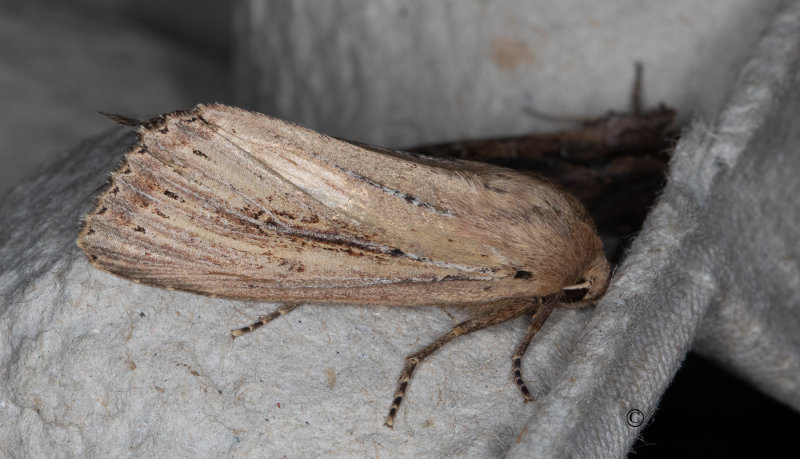 Kaveldunsfly - Bulrush Wainscot (Nonagria typhae) 