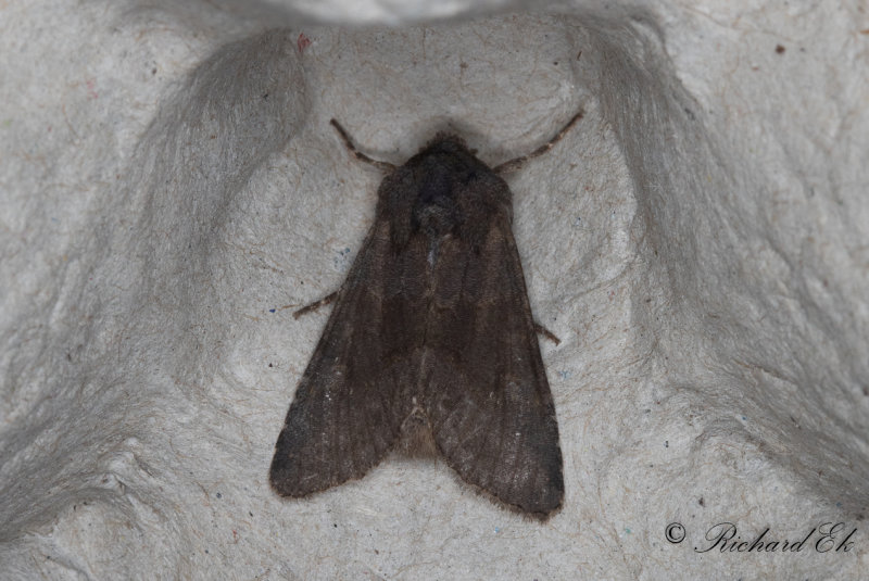 Kamsprtat puckelfly - Deep-brown Dart (Aporophyla luenebergensis)