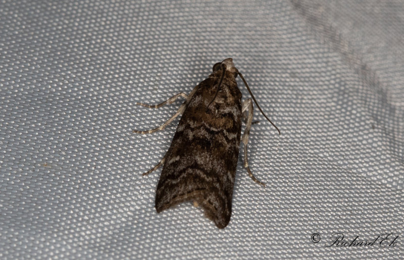 Tallbarksmott - New Pine Knot-horn (Dioryctria sylvestrella)