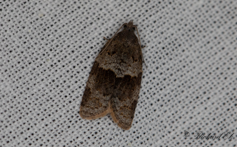 Vrbredvecklare - Walkers Lanark Tortrix (Philedonides lunana)