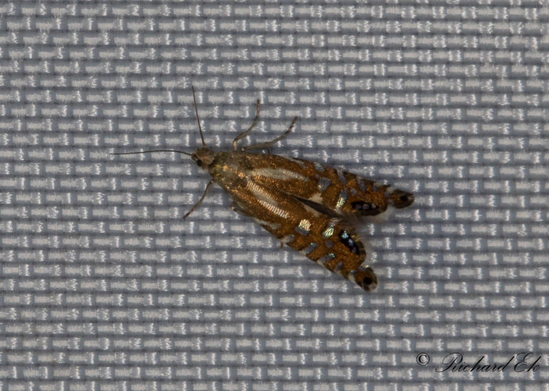 Tghakmal (Glyphipterix thrasonella)