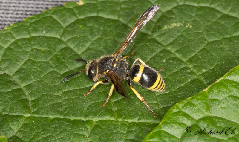 Vggmurargeting (Ancistrocerus parietinus)