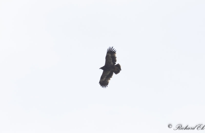 Stpprn - Steppe Eagle (Aquila nipalensis)