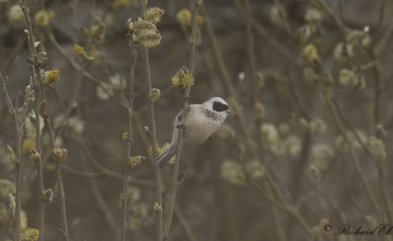 Pungmes - Eurasian Penduline Tit (Remiz pendulinus)