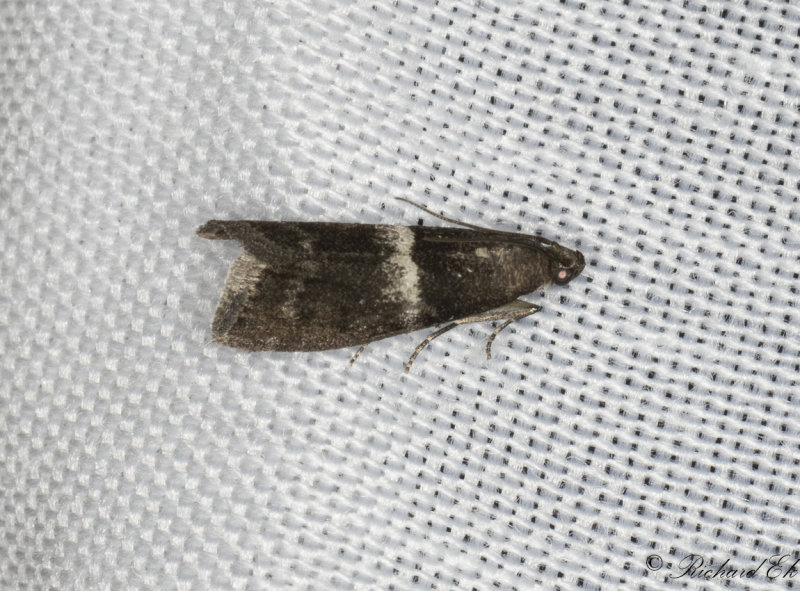 Ekmolnmott (Elegia similella)