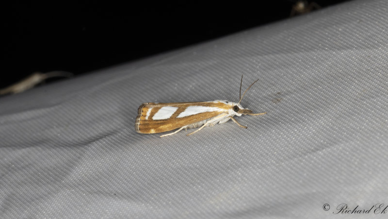 Sydligt silvergrsmott (Catoptria osthelderi)