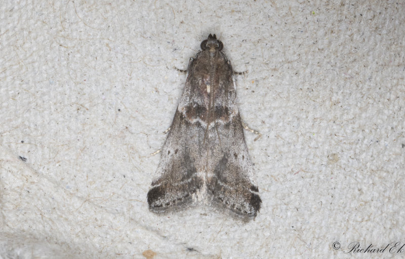 Snedbandat slnmott (Acrobasis suavella)