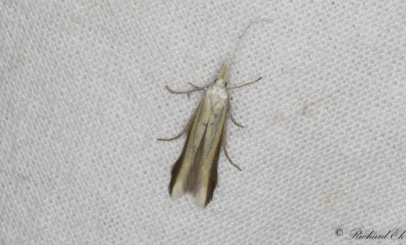 Kilstreckad hedblomstersckmal (Coleophora caelebipennella)