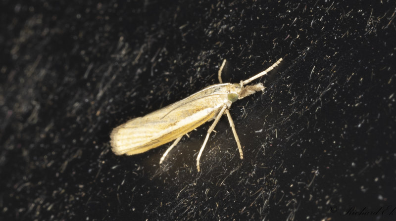 Dystergrsmott - Common Grass-veneer (Agriphila tristella)