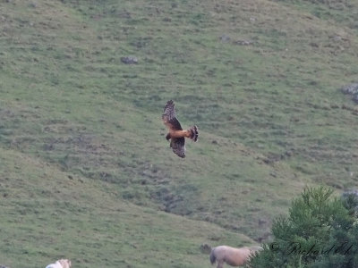 Amerikansk krrhk - Northern Harrier (Circus hudsonicus)