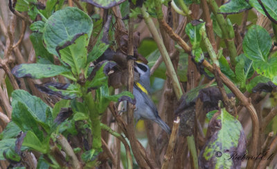 Guldvingad skogssångare - Golden-winged Warbler (Vermivora chrysoptera)