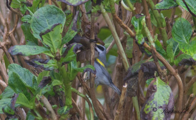 Guldvingad skogssngare - Golden-winged Warbler (Vermivora chrysoptera)