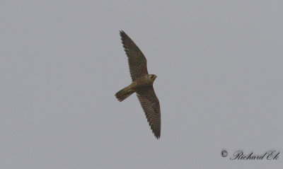 Pilgrimsfalk - Peregrine Falcon (Falco peregrinus)