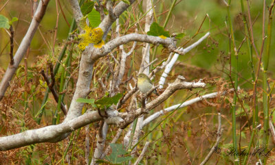 Tennesseeskogssngare - Tennessee Warbler (Oreothlypis peregrina)