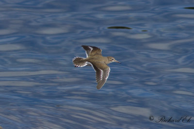 Flckdrillsnppa - Spotted Sandpiper (Actitis macularia)