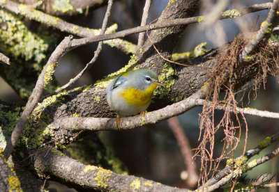 Messngare - Northern Parula (Parula americana)