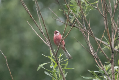 Lngstjrtad rosenfink - Long-tailed Rosefinch (Uragus sibiricus)