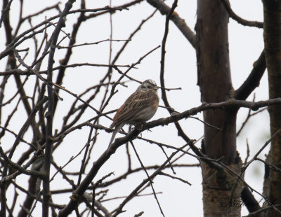 Hybrid: Tallsparv x Gulsparv - Pine Bunting x Yellowhammer 