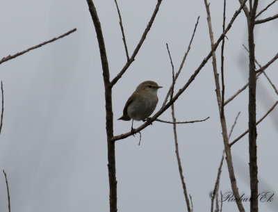 Sibirisk gransngare - Siberian Chiffchaff (Phylloscopus collybita tristis)