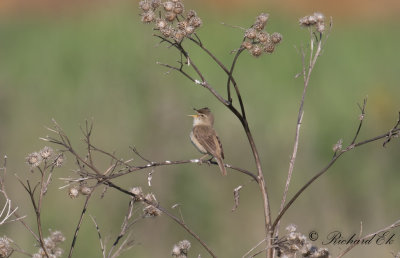 Stppsngare - Booted Warbler (Iduna caligata)