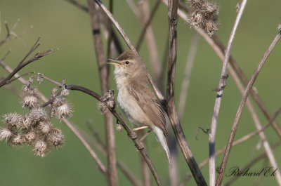 Stppsngare - Booted Warbler (Iduna caligata)