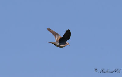 Bergturturduva - Rufous Turtle Dove (Streptopelia orientalis meena)